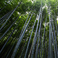 Bamboo Forest 1