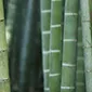 Bamboo Stalks