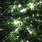 Bamboo Forest 2