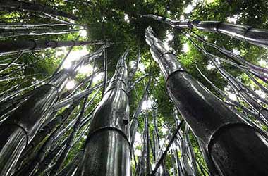 Bamboo Forest