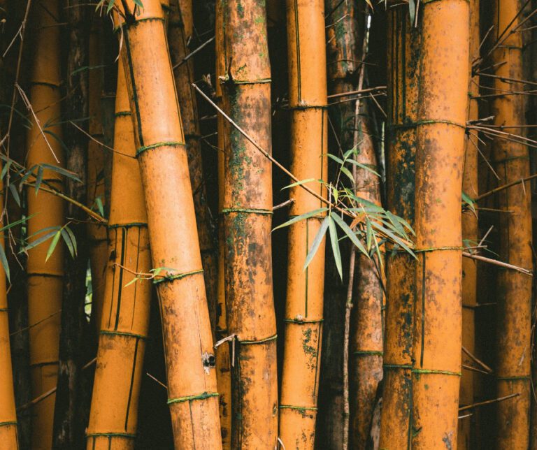 Brown Bamboo Grove