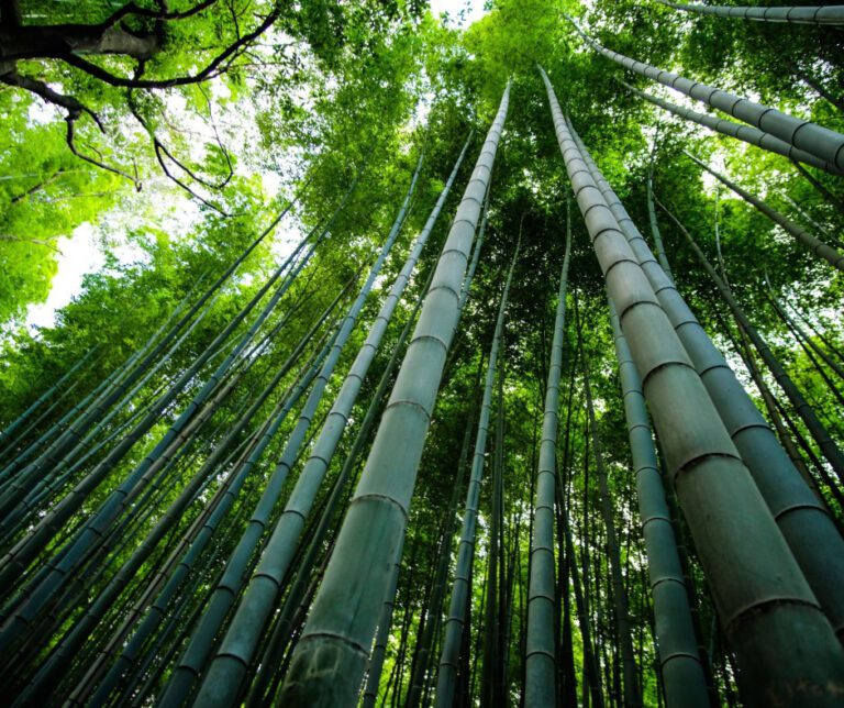 tall stalks of bamboo trees