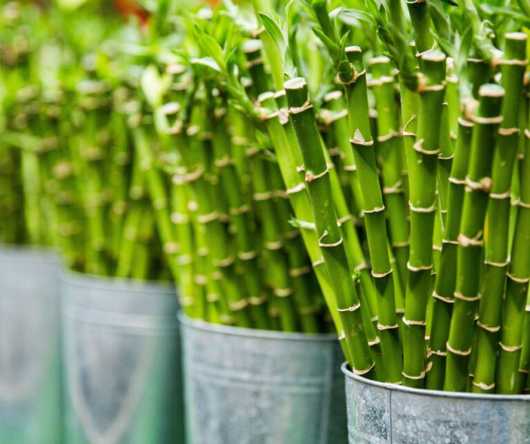potted bamboo plants