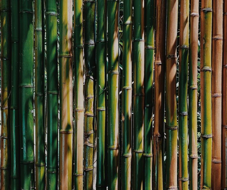 green and brown stalks of bamboo