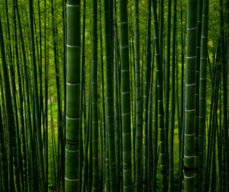 long green stalks of bamboo