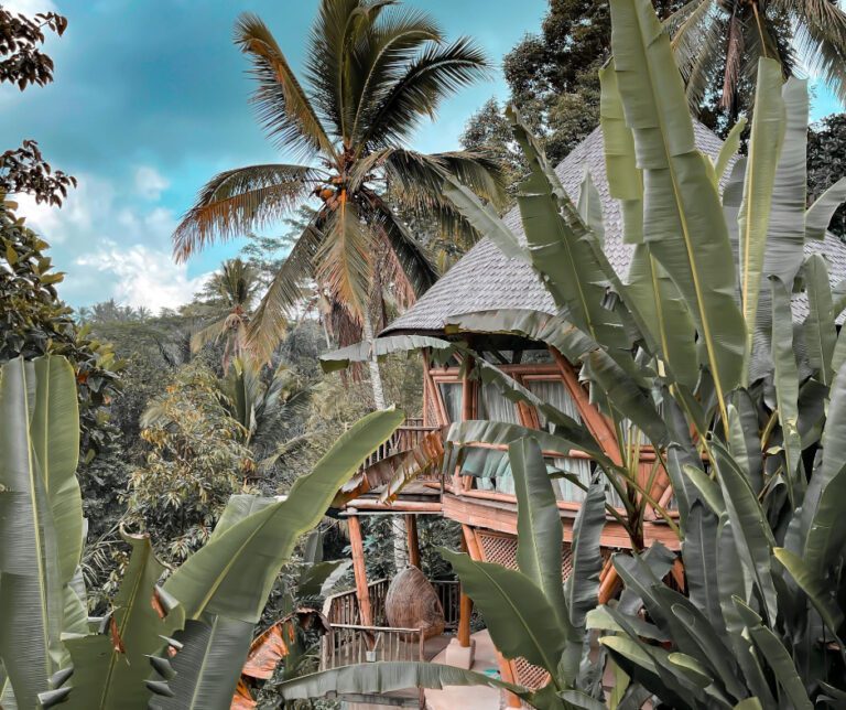 bamboo house in a forest of bamboo trees