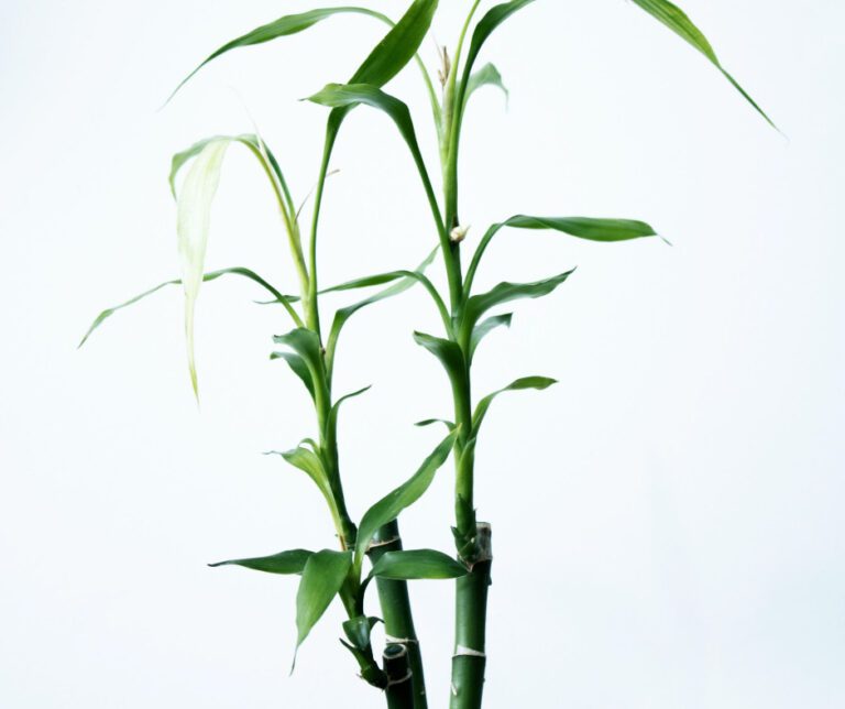 tall thin green bamboo plant