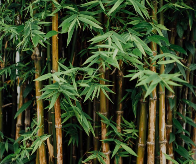forest of tall bamboo trees