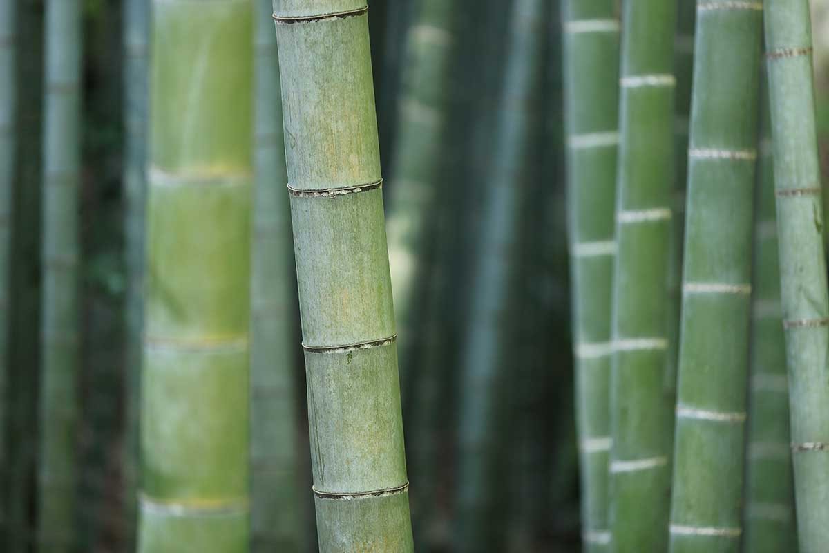 bamboo writing paper bamboo writing paper